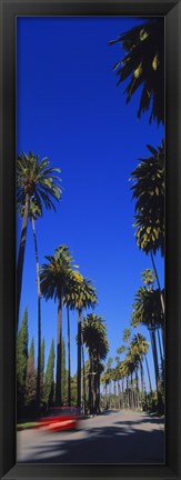 Framed Palm trees along a road, Beverly Hills, Los Angeles County, California, USA Print