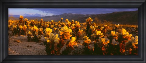 Framed Cholla cactus at sunset, Joshua Tree National Park, California Print