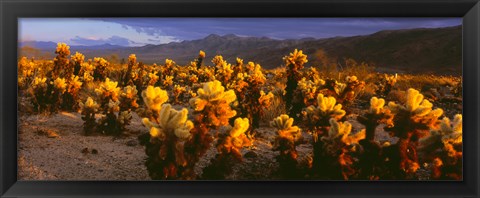 Framed Cholla cactus at sunset, Joshua Tree National Park, California Print
