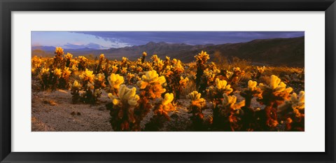 Framed Cholla cactus at sunset, Joshua Tree National Park, California Print