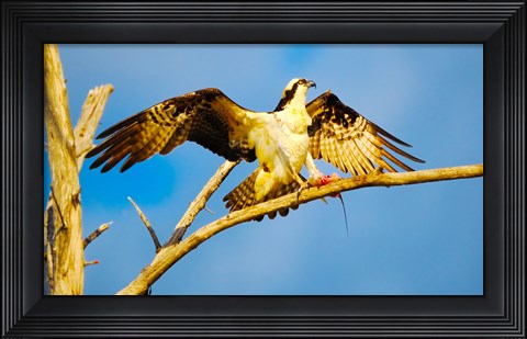 Framed Osprey (Pandion haliaetus) with spread wings perching on a branch Print