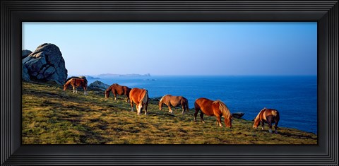 Framed Celtic horses grazing at a coast, Finistere, Brittany, France Print