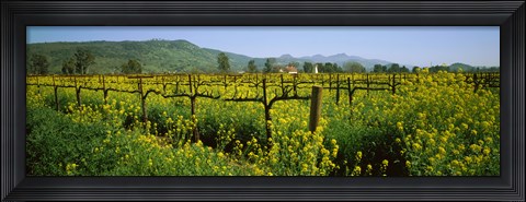 Framed Wild mustard in a vineyard, Napa Valley, California Print