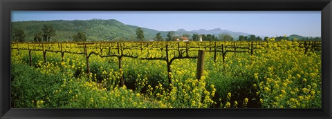 Framed Wild mustard in a vineyard, Napa Valley, California Print