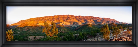 Framed Trees on a hill, Flinders Ranges, Hawker, South Australia, Australia Print