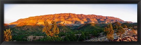 Framed Trees on a hill, Flinders Ranges, Hawker, South Australia, Australia Print