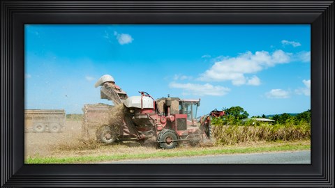Framed Sugar Cane being harvested, Lower Daintree, Queensland, Australia Print