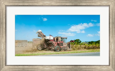 Framed Sugar Cane being harvested, Lower Daintree, Queensland, Australia Print
