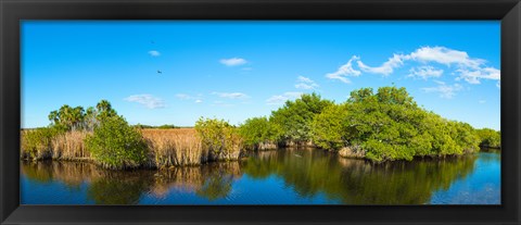 Framed Reflection of trees in a lake, Big Cypress Swamp National Preserve, Florida, USA Print