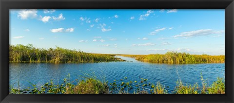 Framed Reed at riverside, Big Cypress Swamp National Preserve, Florida, USA Print