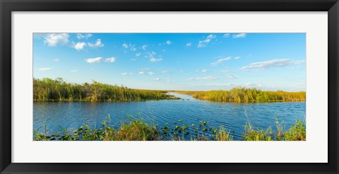 Framed Reed at riverside, Big Cypress Swamp National Preserve, Florida, USA Print