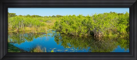 Framed Reflection of trees in a lake, Everglades National Park, Florida Print