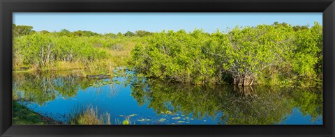 Framed Reflection of trees in a lake, Everglades National Park, Florida Print