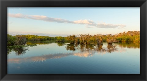 Framed Anhinga Trail, Everglades National Park, Florida Print