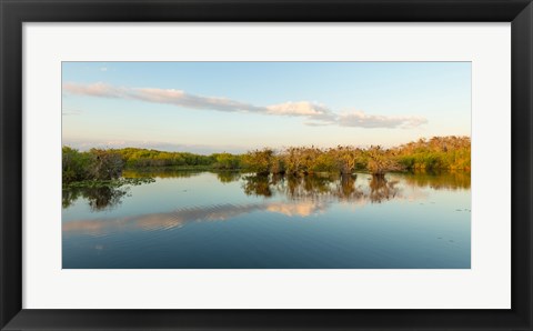 Framed Anhinga Trail, Everglades National Park, Florida Print