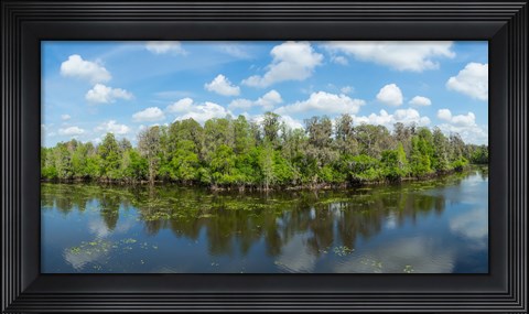 Framed Reflection of trees in the river, Hillsborough River, Lettuce Lake Park, Hillsborough County, Florida, USA Print