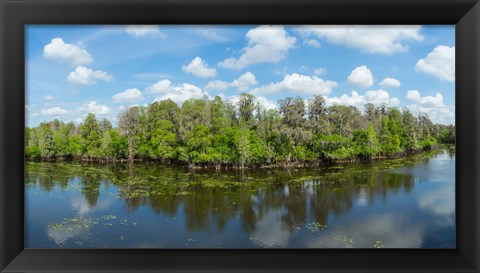Framed Reflection of trees in the river, Hillsborough River, Lettuce Lake Park, Hillsborough County, Florida, USA Print