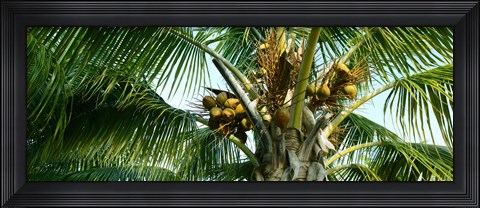 Framed Coconuts on a palm tree, Varadero, Matanzas Province, Cuba Print