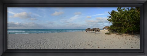 Framed Sunshades on the beach, Varadero, Matanzas Province, Cuba Print