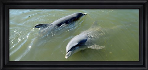 Framed Dolphins in the sea, Varadero, Matanzas Province, Cuba Print