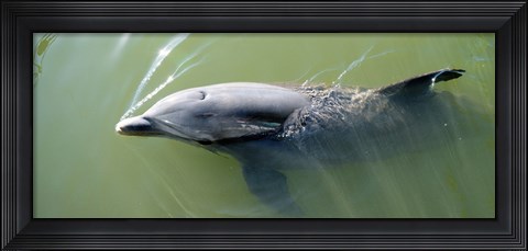 Framed Dolphin swimming in the sea, Varadero, Matanzas Province, Cuba Print