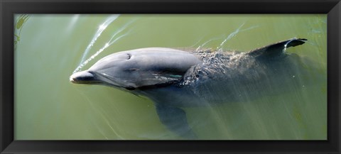 Framed Dolphin swimming in the sea, Varadero, Matanzas Province, Cuba Print