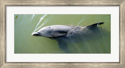 Framed Dolphin swimming in the sea, Varadero, Matanzas Province, Cuba Print
