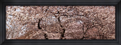 Framed Cherry Blossom trees in Potomac Park at the Tidal Basin, Washington DC, USA Print