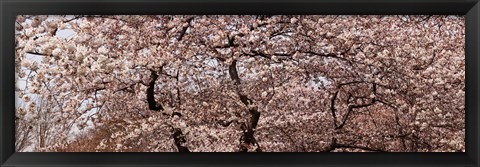 Framed Cherry Blossom trees in Potomac Park at the Tidal Basin, Washington DC, USA Print