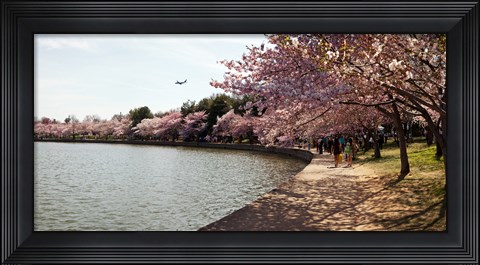 Framed Cherry Blossom trees at Tidal Basin, Washington DC, USA Print