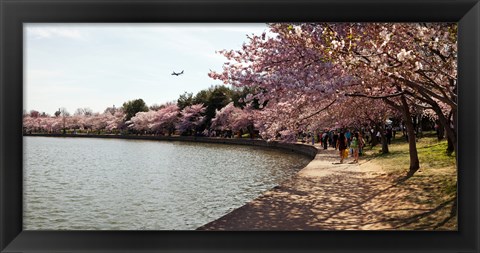 Framed Cherry Blossom trees at Tidal Basin, Washington DC, USA Print