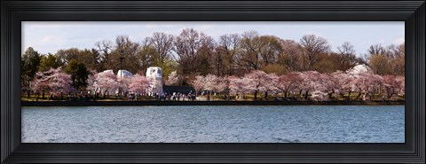 Framed Cherry Blossom trees near Martin Luther King Jr. National Memorial, Washington DC Print