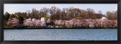 Framed Cherry Blossom trees near Martin Luther King Jr. National Memorial, Washington DC Print