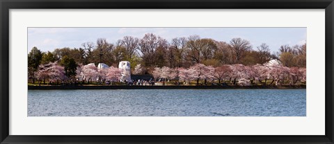 Framed Cherry Blossom trees near Martin Luther King Jr. National Memorial, Washington DC Print