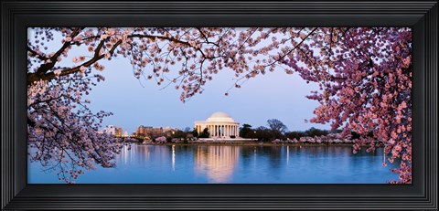 Framed Cherry Blossom tree with a memorial in the background, Jefferson Memorial, Washington DC, USA Print