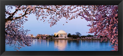 Framed Cherry Blossom tree with a memorial in the background, Jefferson Memorial, Washington DC, USA Print