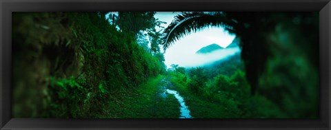 Framed Trail through a rainforest, Cayo District, Belize Print