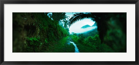 Framed Trail through a rainforest, Cayo District, Belize Print