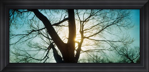 Framed Sunlight shining through a bare tree, Prospect Park, Brooklyn, Manhattan, New York City, New York State, USA Print
