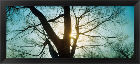 Framed Sunlight shining through a bare tree, Prospect Park, Brooklyn, Manhattan, New York City, New York State, USA Print