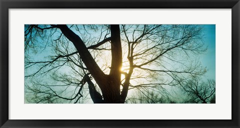 Framed Sunlight shining through a bare tree, Prospect Park, Brooklyn, Manhattan, New York City, New York State, USA Print