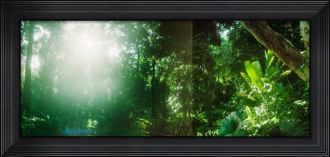 Framed Sunbeams shining through trees in a forest, Parque Lage, Jardim Botanico, Corcovado, Rio de Janeiro, Brazil Print