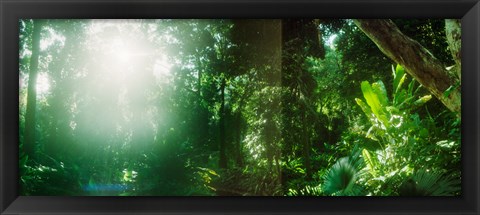 Framed Sunbeams shining through trees in a forest, Parque Lage, Jardim Botanico, Corcovado, Rio de Janeiro, Brazil Print