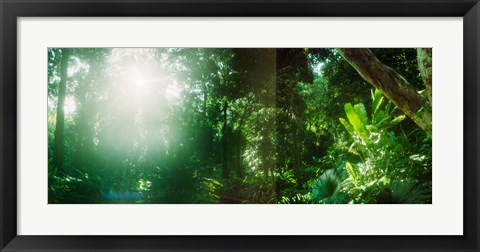 Framed Sunbeams shining through trees in a forest, Parque Lage, Jardim Botanico, Corcovado, Rio de Janeiro, Brazil Print