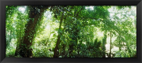 Framed Subtropical forest of Parque Lage, Jardim Botanico, Corcovado, Rio de Janeiro, Brazil Print