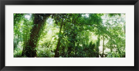 Framed Subtropical forest of Parque Lage, Jardim Botanico, Corcovado, Rio de Janeiro, Brazil Print