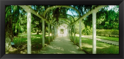 Framed Pathway in a botanical garden, Jardim Botanico, Zona Sul, Rio de Janeiro, Brazil Print