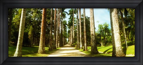 Framed Trees both sides of a garden path, Jardim Botanico, Zona Sul, Rio de Janeiro, Brazil Print