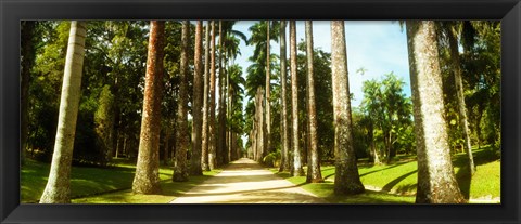 Framed Trees both sides of a garden path, Jardim Botanico, Zona Sul, Rio de Janeiro, Brazil Print