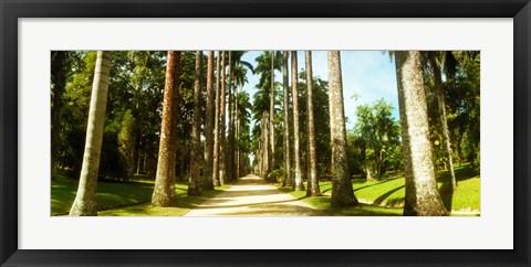 Framed Trees both sides of a garden path, Jardim Botanico, Zona Sul, Rio de Janeiro, Brazil Print